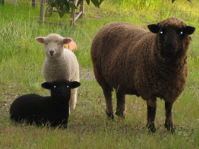 Aprilanne's 3 sheep - the early years...2008
